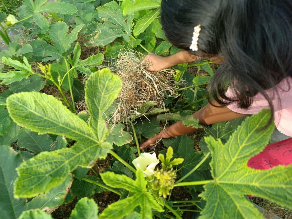 Botanical Study & Okra Plant Discovery