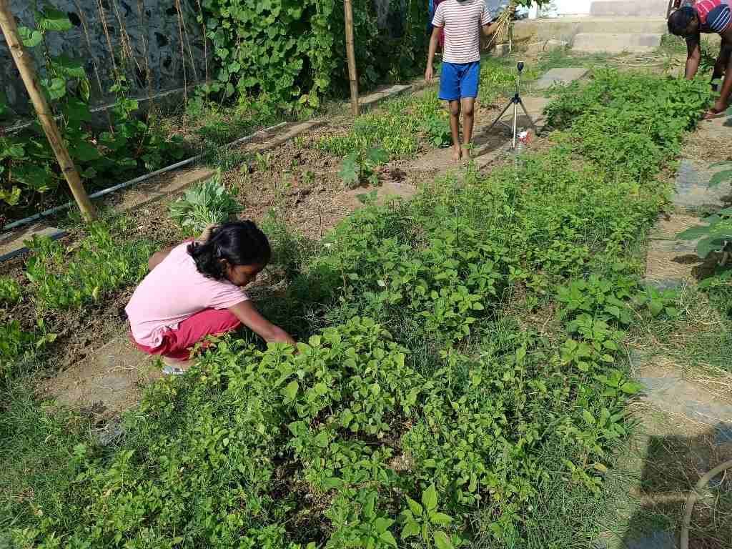Prepared Environment and organic gardening at Kalpavrikshalaya